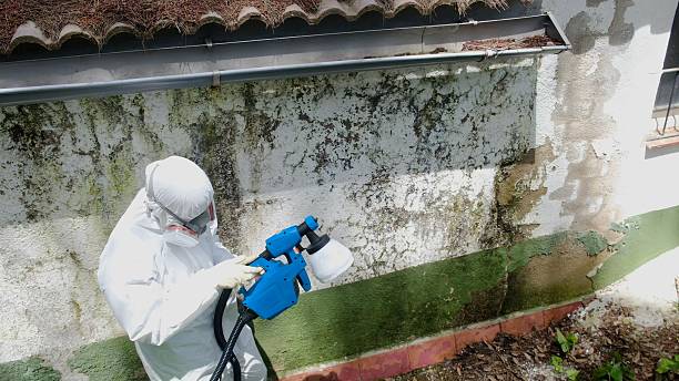 Top rated local Basement Mold Removal specialists in Paoli, PA